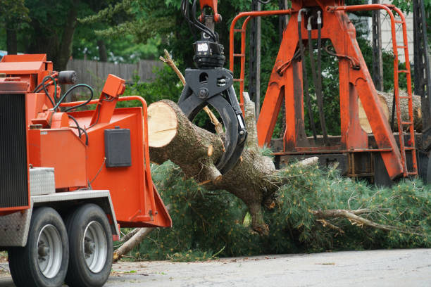 Tree Root Removal